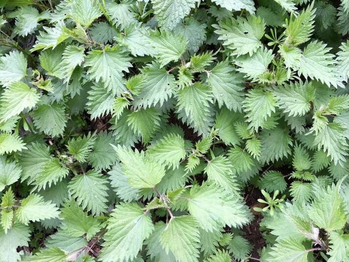 stinging nettle for the treatment of varicose veins