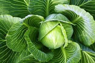 варикоз folk treatment cabbage
