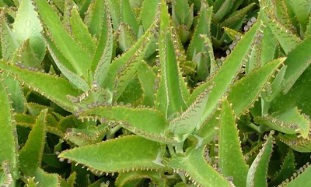 tincture of Kalanchoe for the treatment of varicose veins