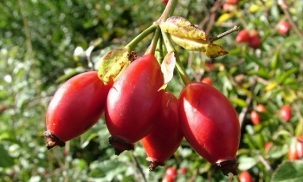 rose hips for the treatment of varicose veins